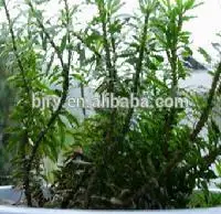 Free sample factory supply 1%~99% huperzine A powder huperzia serrata seed extract/huperzine a Powder