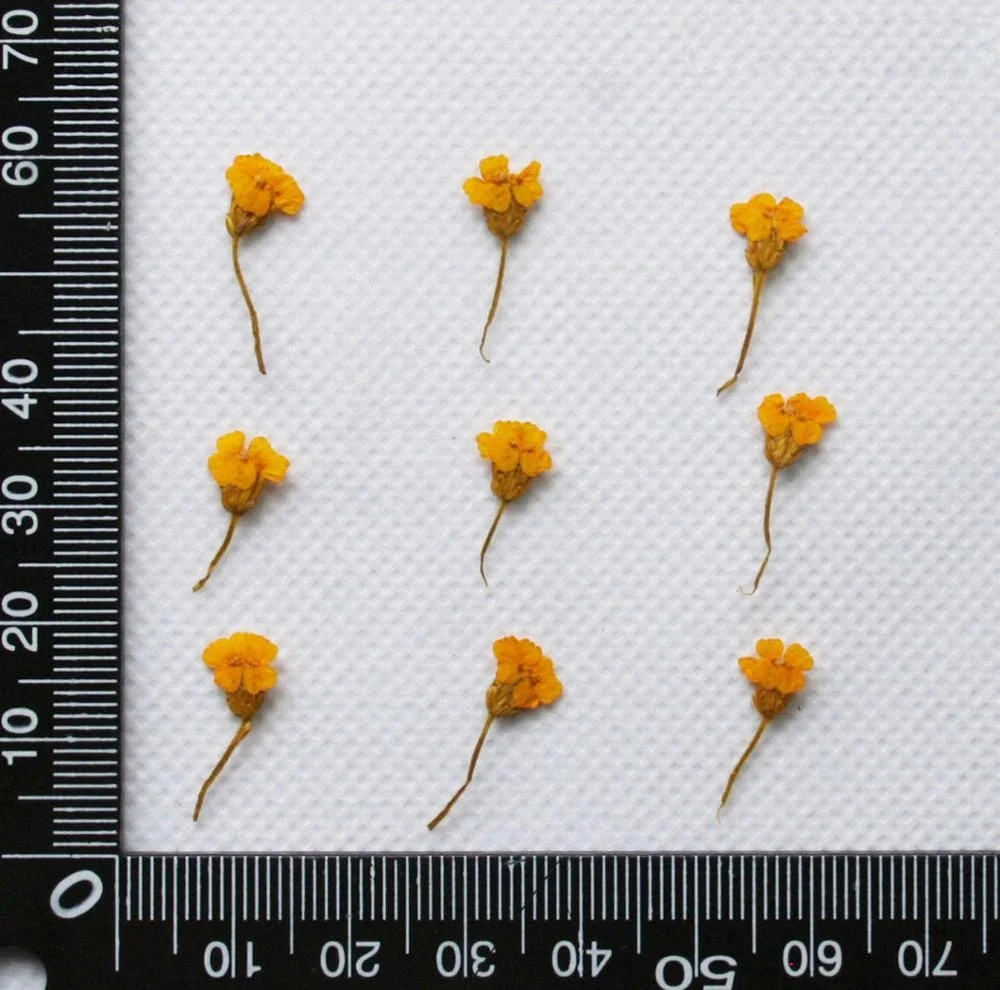  Маленькие прессованные цветы Achillea