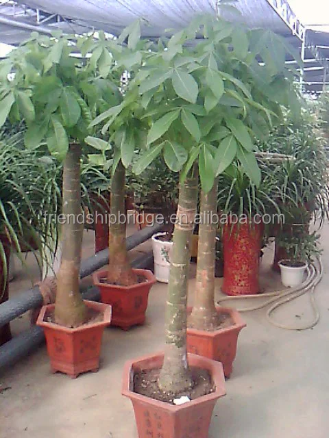 
Pachira aquatica Bonsai 