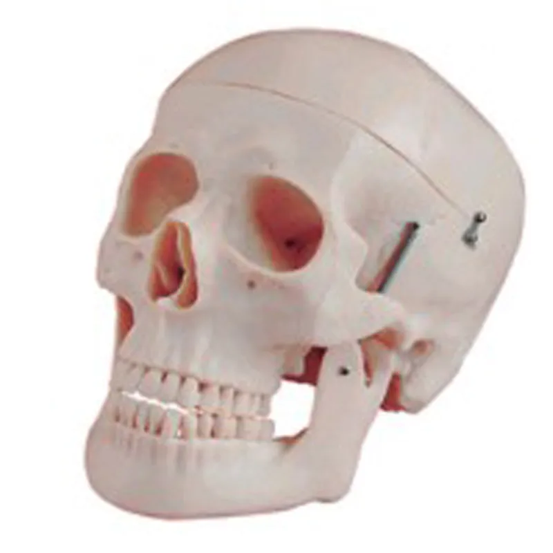 Hot Sale  Natural Size Skull Model