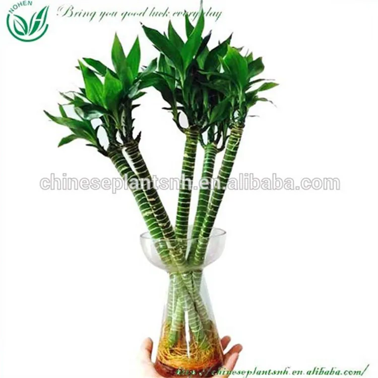 Dracaena lotus bamboo plants for sale