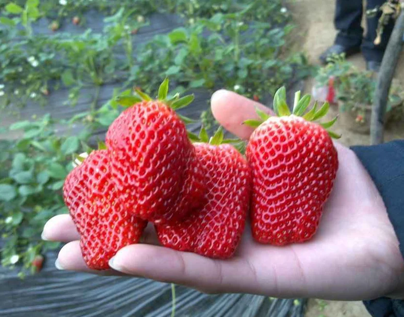 Клубничный рассада детскую комнату