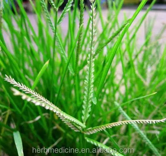 
Dried Goosegrass Herb shredded from Eleusine indica L Gaertn traditional medicine 