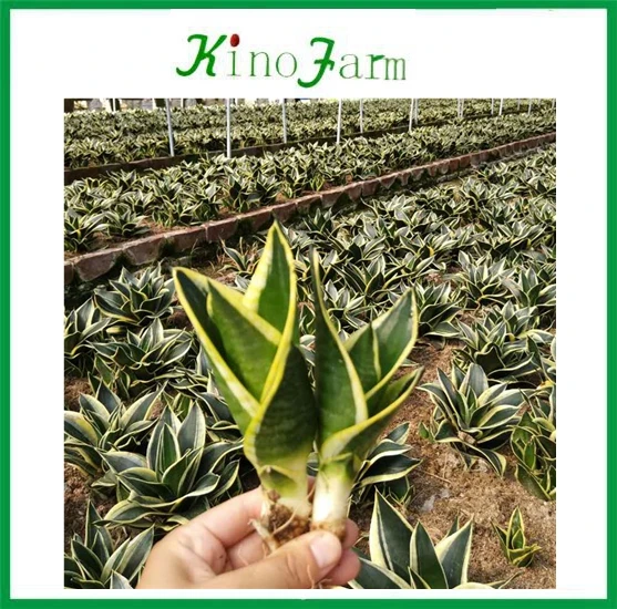  Мини Sansevieria Trifasciata Hahnii