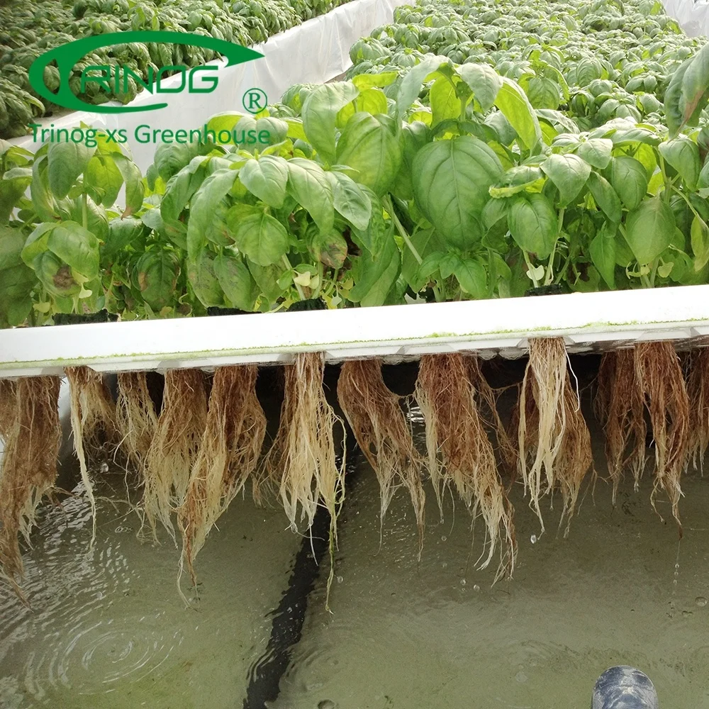 Trinog Greenhouse OEM commercial greenhouse farm ebb and flow bed hydroponic for herbs