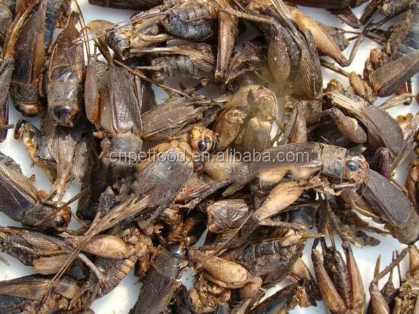 Fresh Dried Cricket High Protein Chicken food Chicken Treats
