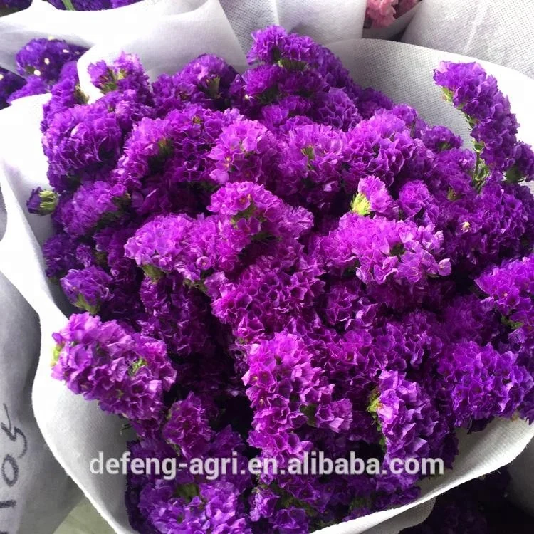 Dried flower limonium sinense for home decoration forget me not flower