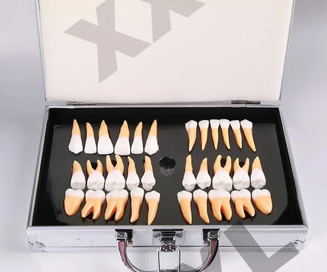 2.5 times individuel teeth model for anatomical demonstration and carving