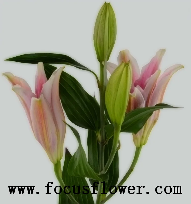 Hot sale pink lilies flowers painting high quality natural calla lilies sorbonne lile from Yunnan