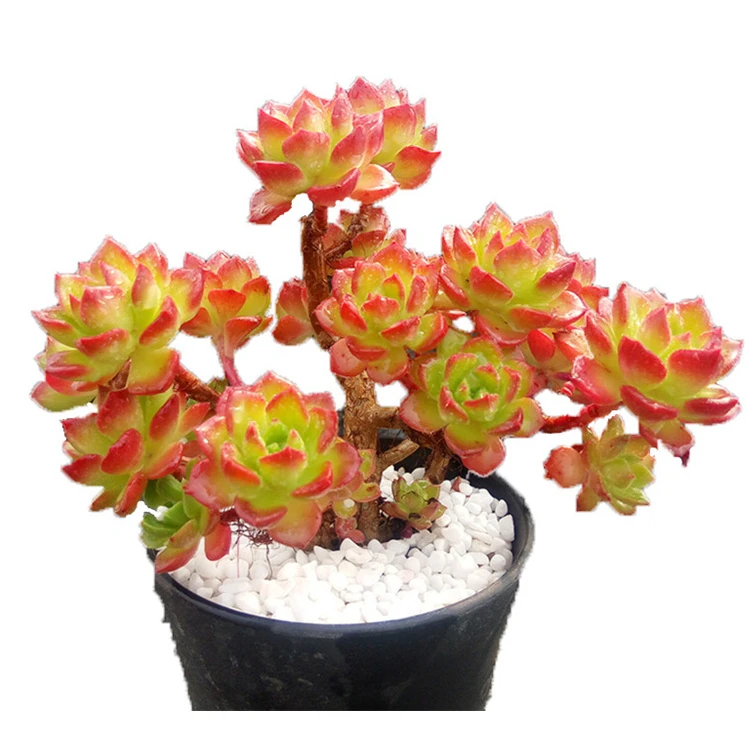 succulent plants Echeveria Sedeveria Letizia