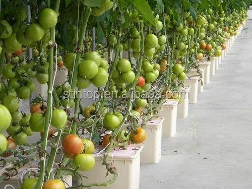 Bato bucket for greenhouse drip irrigation system