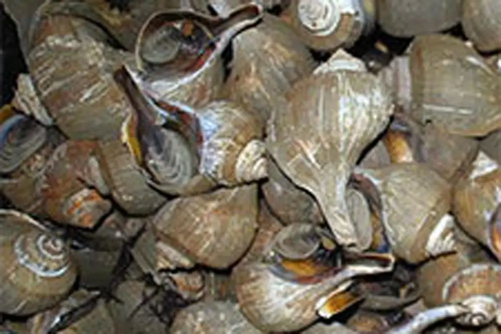 Раковины для мяса