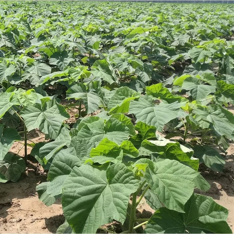 chinese high quality fast growing timber paulownia tomentosa plant for growing