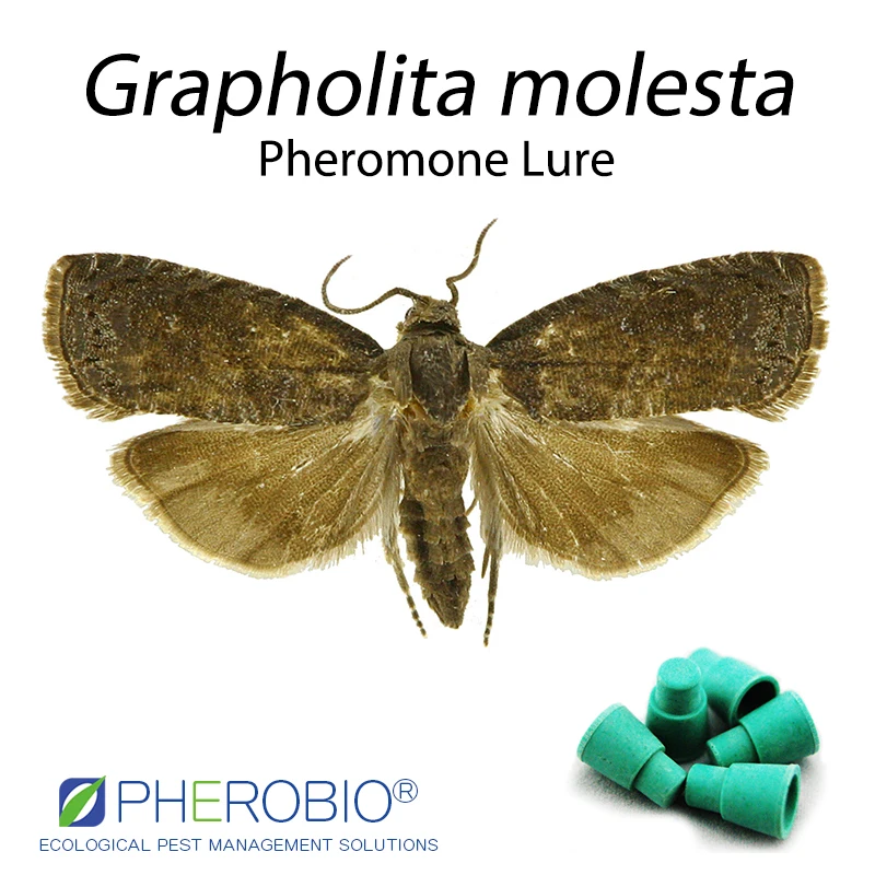 
Oriental fruit moth Grapholitha molesta pheromone lure pheromone trap 