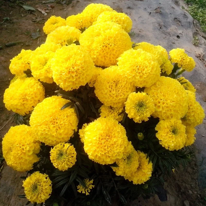  Высококачественные гибридные семена золотого календулы Tagetes erecta L. Семена для