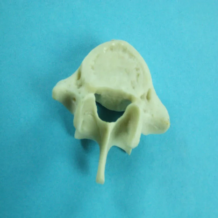 Biology Teaching 7 Separate Parts Anatomical Vertebrae Bone Model Set Equipment