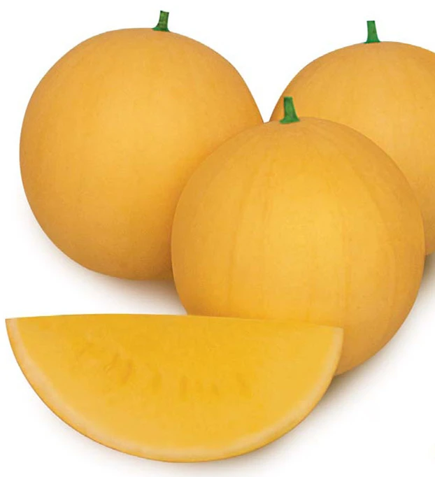 Glossy golden yellow rind seedless variety watermelon seeds