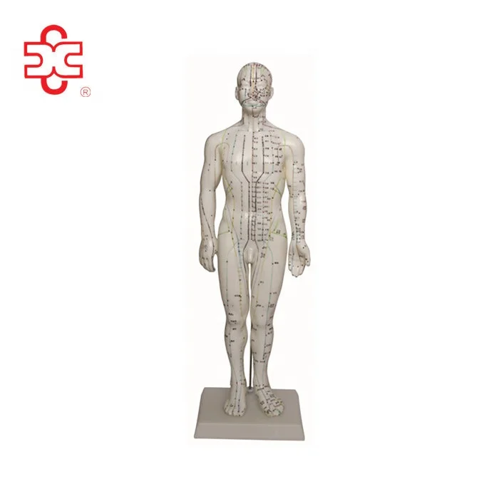 50cm Human Acupuncture Model
