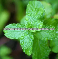 Cold Pressed Oil Bulk Best High Quality Peppermint Essential Oil - Wholesale Manufacturer Exporter Organic Oil Top Grade Oil