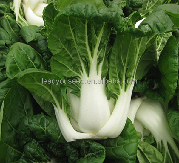CC02 Lisan early maturity medium tall pakchoi seeds, Chinese cabbage seeds for planting, dark green leaf & pure white petiole, 2