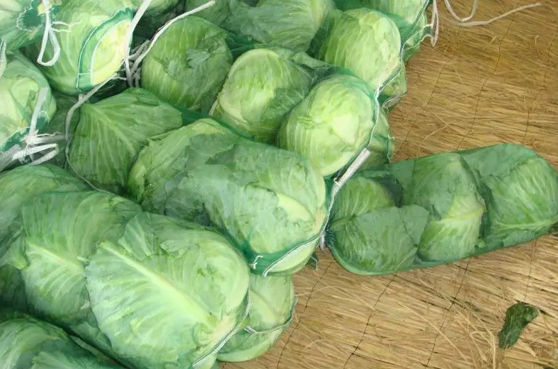 Export High Quality Green Chinese Long Time Packing Fresh Cabbage Top Grade Product Carton Mesh Bag Package