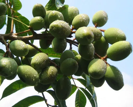 
High quality price nutrition supplement powder Olive Leaf Extract 40% Oleuropein by HPLC 