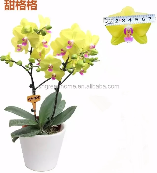 butterfly orchid/China orchids/xiamen orchid Yellow flower phalaenopsis