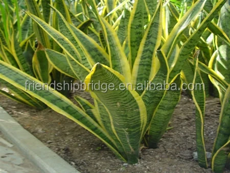 
golden green Sansevieria for indoor ornamental bonsai plants 