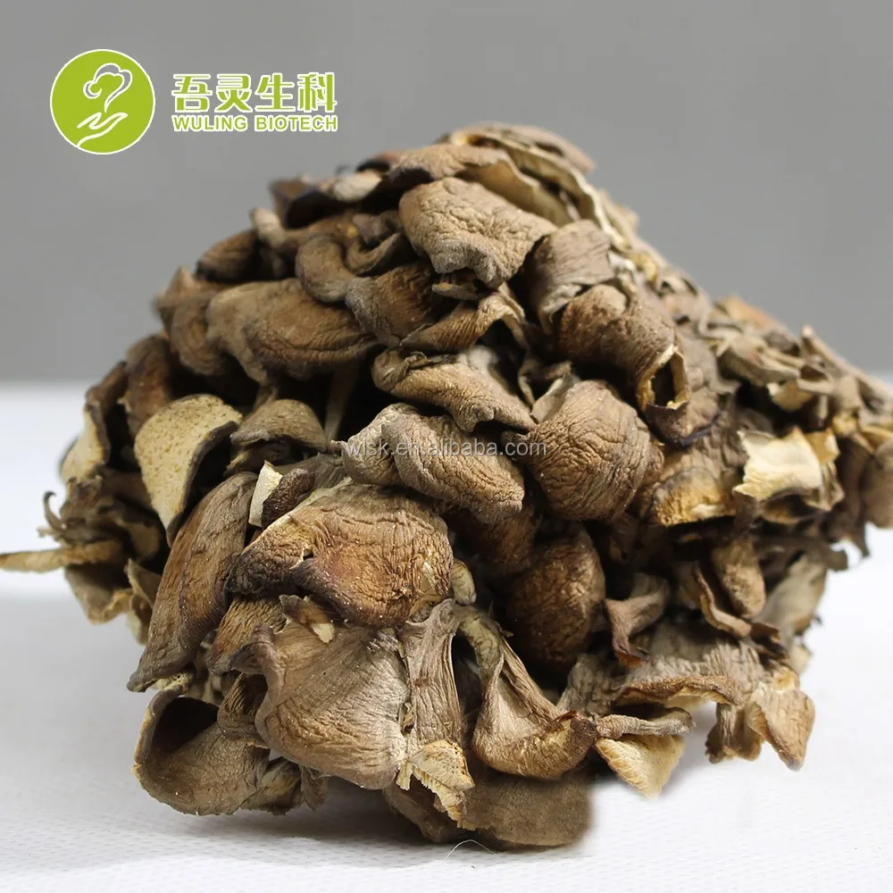 Free sample professional manufacturer maitake fungi frondosa mushroom growing with PDF approval