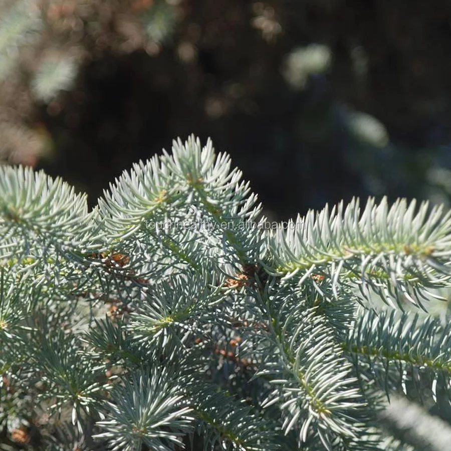 
 2021 Поставка семян катии аргирофиллы  