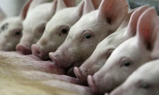 Premix for pigs