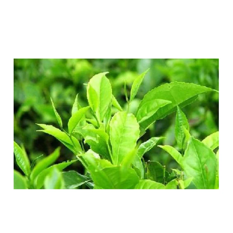 The Best China high strength green tea extract standardized for egcg natural supplement