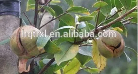 Камелии масличная масло из семян