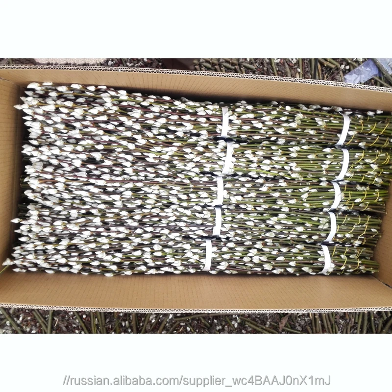 Приятный свежий срезанные цветы вербы Salix на Рождество и новый год сухой цветок