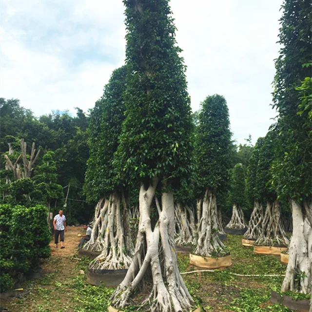 Бонсай Фикус дерево для наружного помещения большой средний маленький для продажи