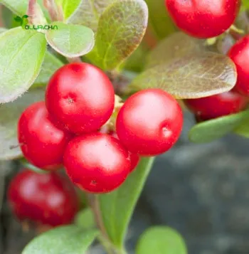 Healthway Factory 100% Pure Alpha Arbutin Powder