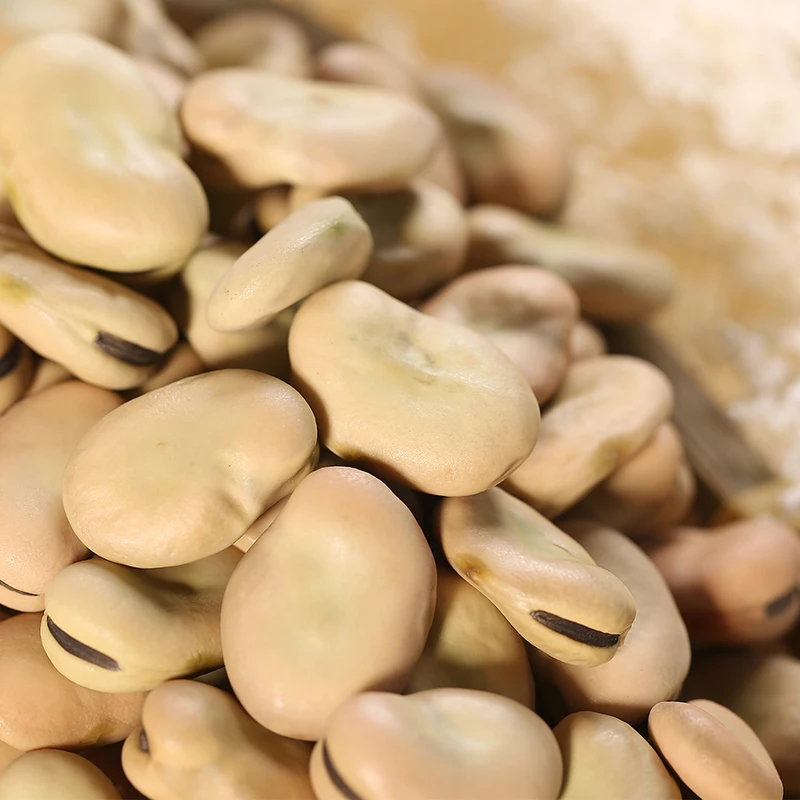 Сухие бобы конские