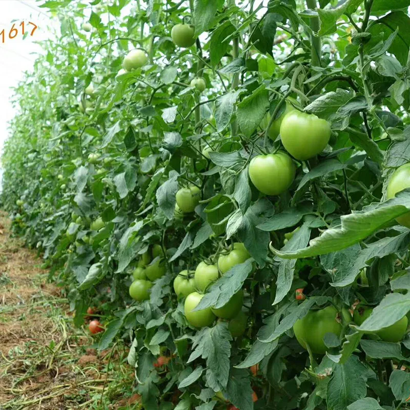 High Resistance High Yield  Tomato Seeds Red Tomato Seeds