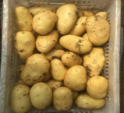 
New Crop Holland Yellow Fresh Potato 