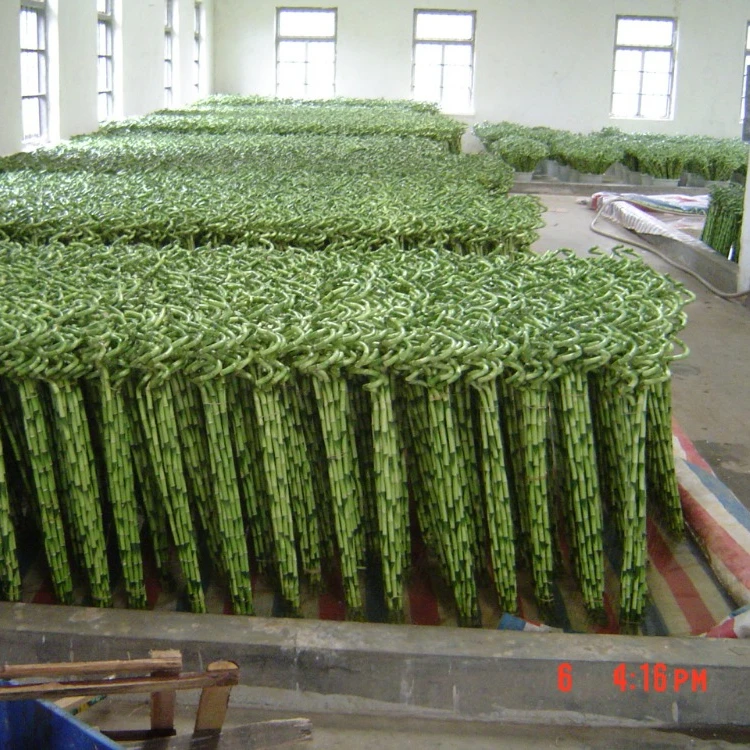 Опт, декоративное растение, спиральное бамбуковое растение