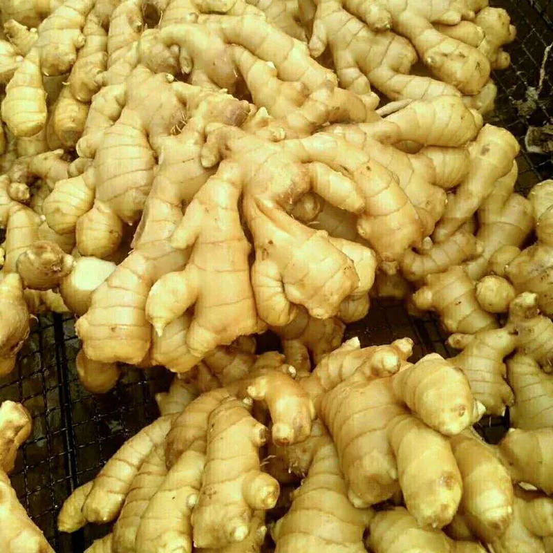 Factory Wholesale 2018 New Crop below market price for fresh ginger