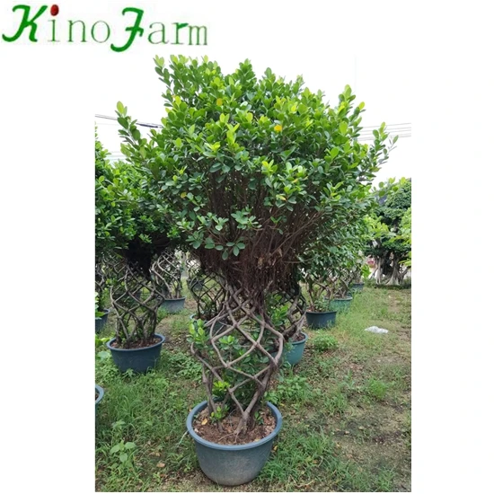 Фикус Кейдж фикус микрокарпа