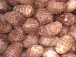 
china fresh taro root 