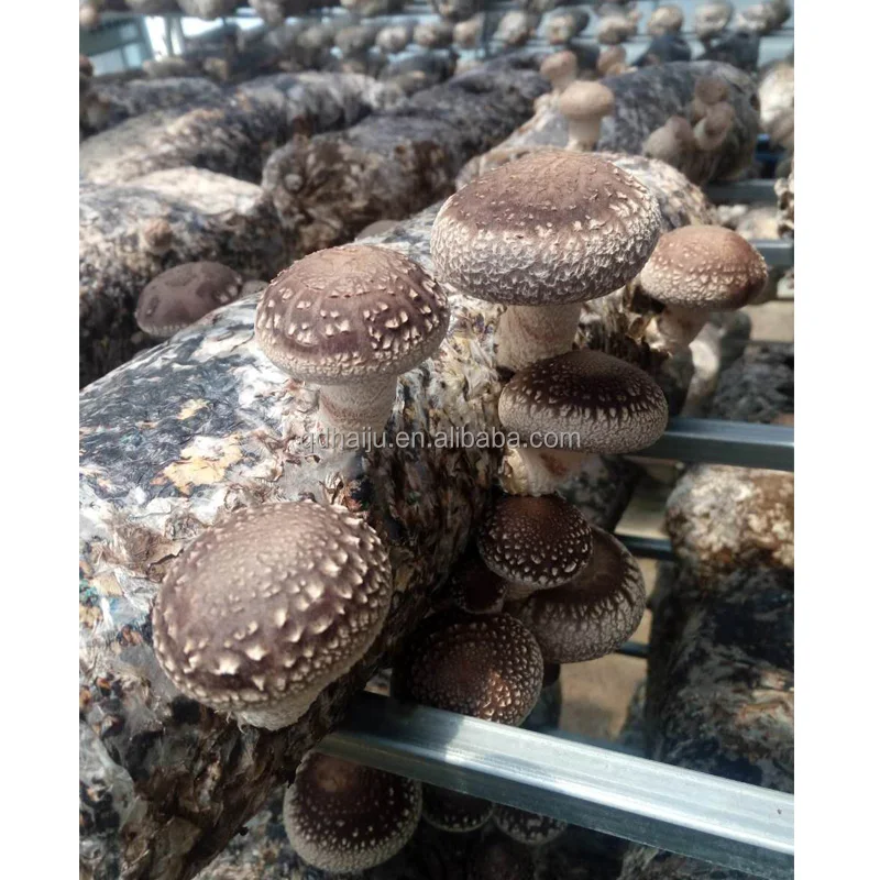 Growing shiitake mushroom oak wooden with factory direct price