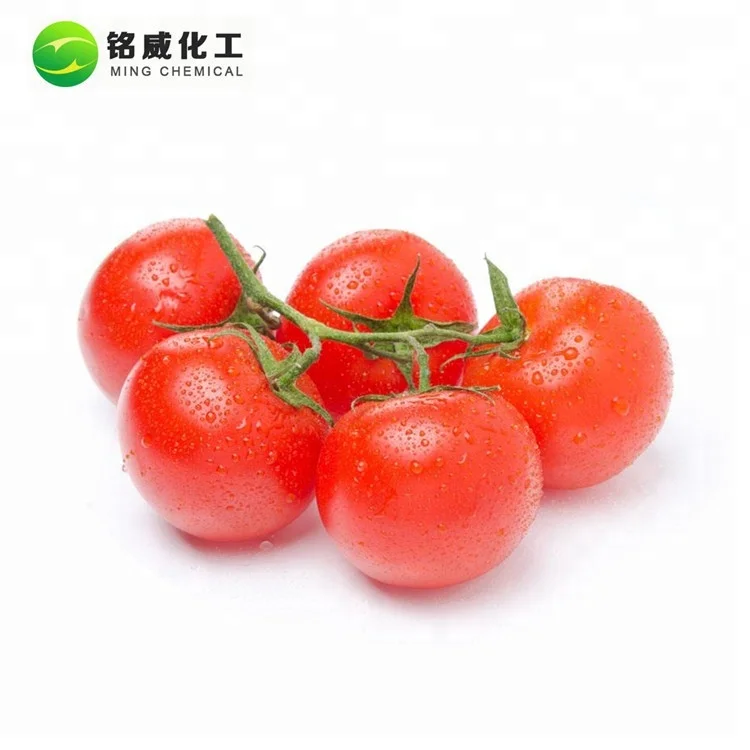 Natural Antioxidant Tomato Extract Pure Lycopene 5% 10% Oil Lycopene Extract