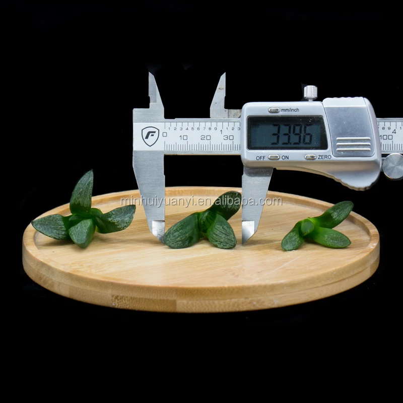  Чистые суккулентные растения Haworthia тканевые кутикулы для выращивания растений в