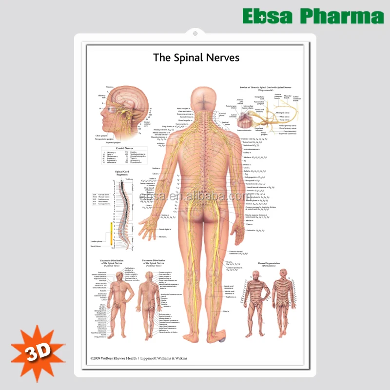 3D Medical Human Anatomy Wall Charts / Poster - The Spinal Nerves