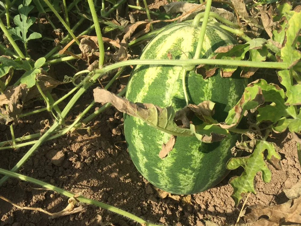 
RF Tough rind oval shape hybrid f1 watermelon seeds 