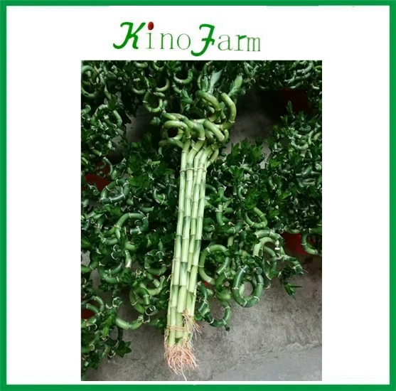 
ornamental indoor lucky bamboo for sale 