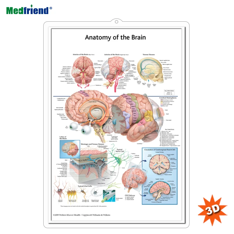 Licensed Educational Plastic 3D Medical Anatomical Wall Chart /Poster  - Anatomy of the Brain